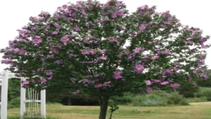 Ağaçhatmi (Hibiscus syriacus) 