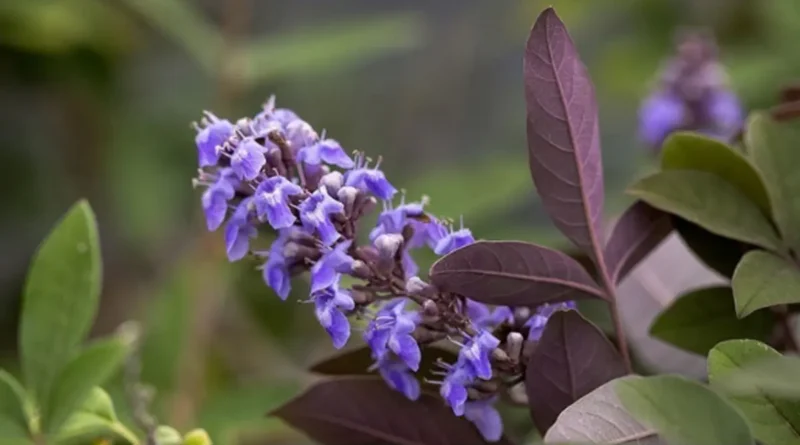 Hayıt (Vitex agnus-castus)