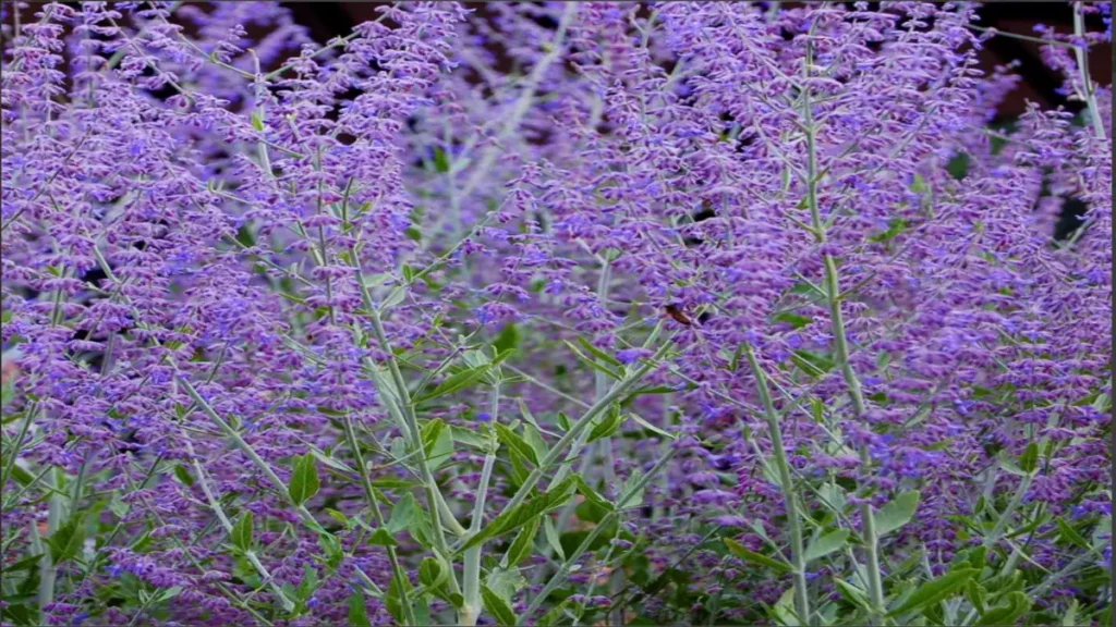 Salvia yangii