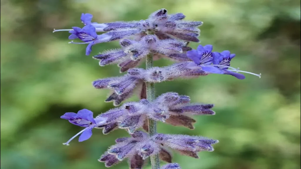 Rus Adaçayı (Salvia yangii)