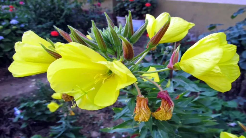 Eşek otu (Oenothera biennis),