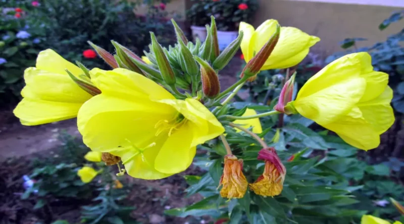 Eşek otu (Oenothera biennis),