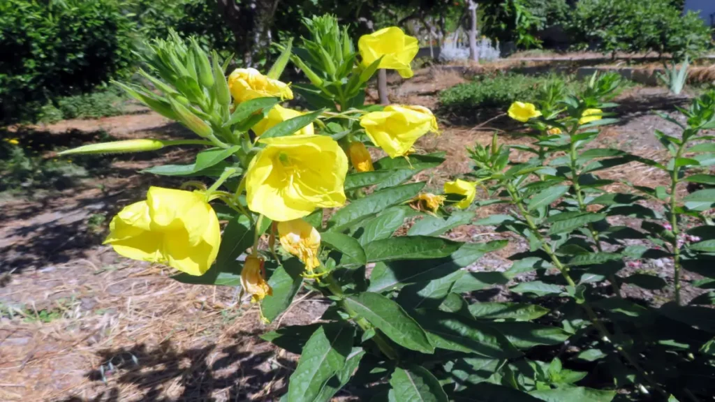 Oenothera biennis, 