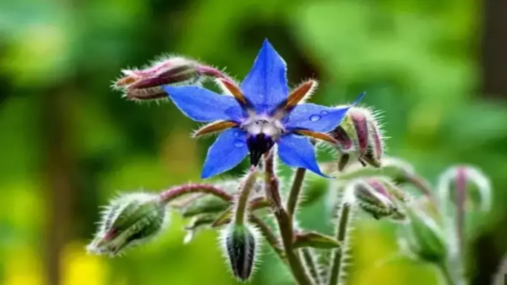 Kaldirik otu (Trachystemon orientalis)