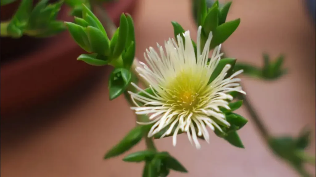 Kanna Bitkisi (Sceletium tortuosum), yan etkileri