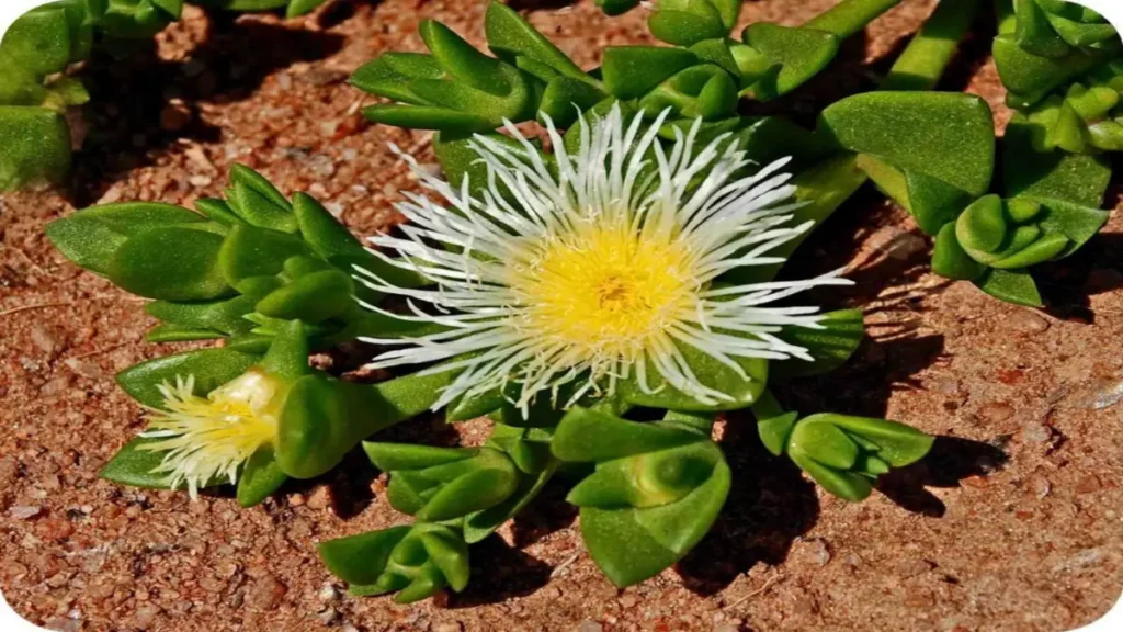 Kanna Bitkisi (Sceletium tortuosum),