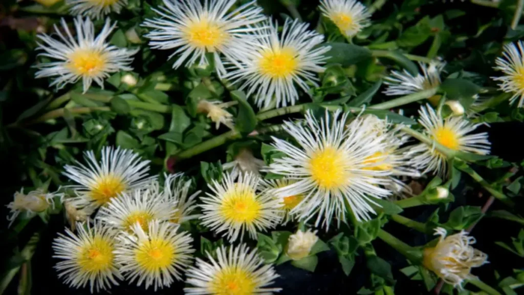 Kanna Bitkisi (Sceletium tortuosum), özellikleri