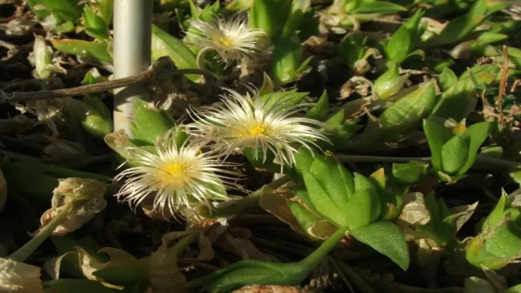 Kanna Bitkisi (Sceletium tortuosum), sağlık faydaları