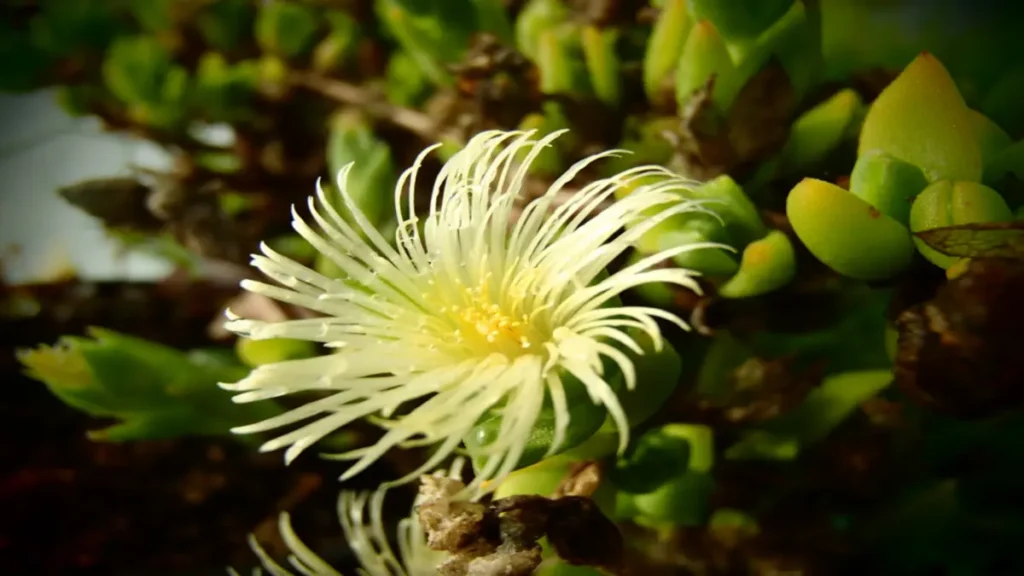 Kanna Bitkisi (Sceletium tortuosum), nerede yetişir