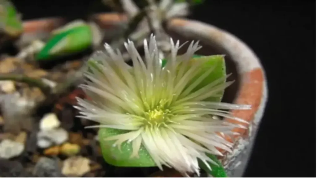 Kanna Bitkisi (Sceletium tortuosum), nasıl kullanılır