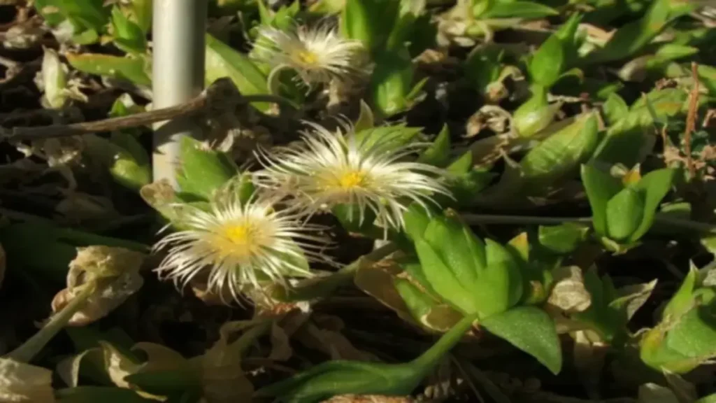 Kanna Bitkisi (Sceletium tortuosum), nasıl yetiştirilir