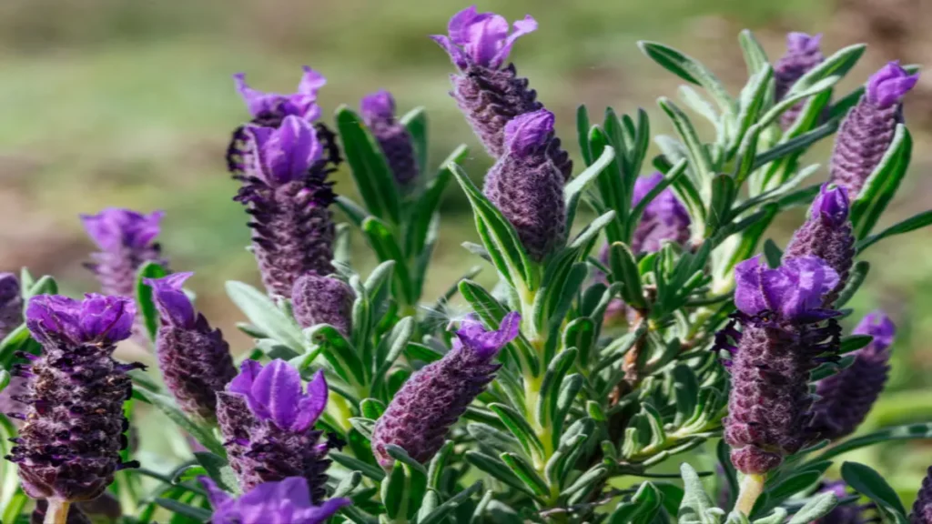 Karabaş otu (Lavandula stoechas)