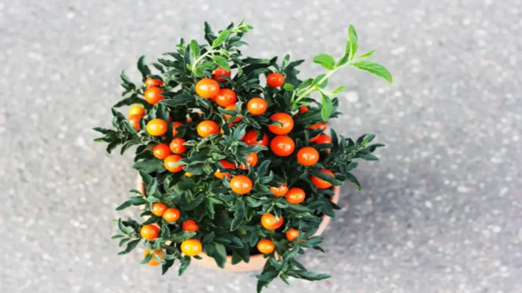 Kudüs kirazı (Solanum pseudocapsicum)