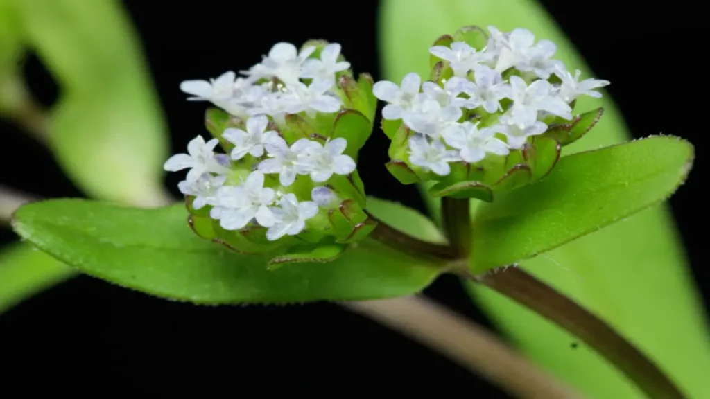 Kuzugöbeği (Valerianella locusta),