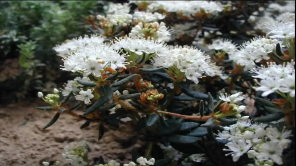 labrador çayı (rhododendron groenlandicum),