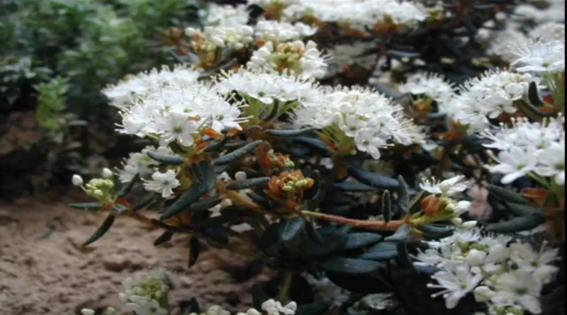 labrador çayı (rhododendron groenlandicum),