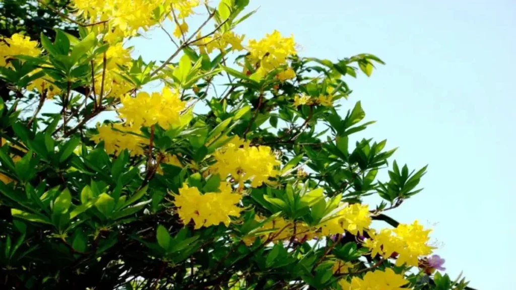 Ormangülü (Rhododendron tomentosum)