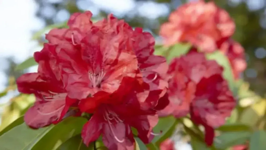 Rhododendron hangi çiçek?
