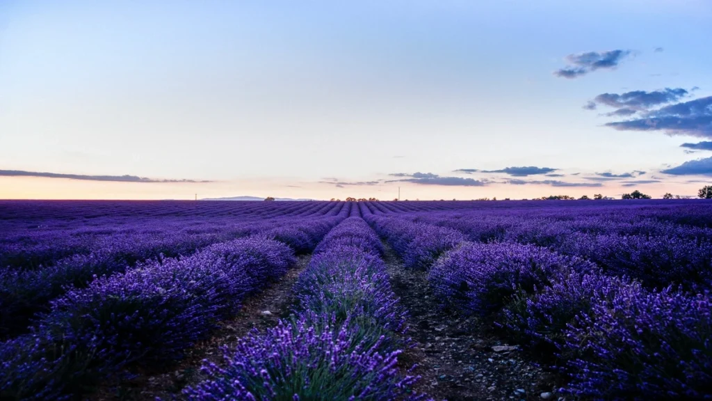 Lavanta (Lavandula angustifolia),