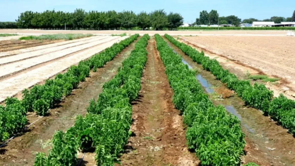 Şekerotu Çeşitleri ve Farklı Kültürlerdeki Yeri