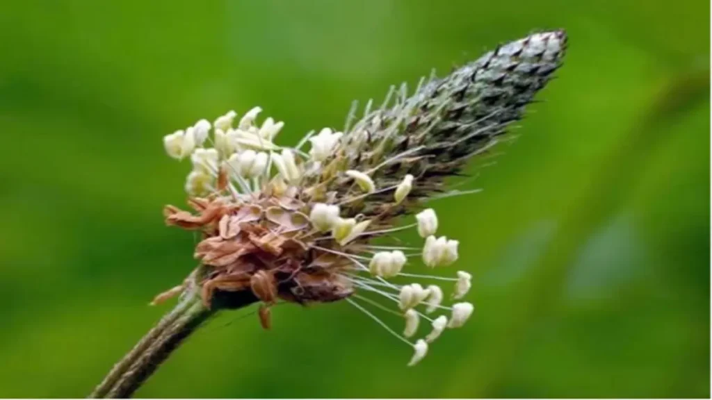 Sinirotu (Plantago major)