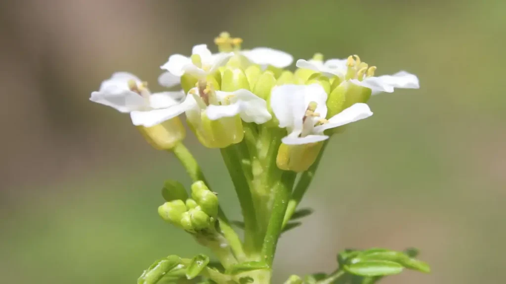 Su teresi (Nasturtium officinale)