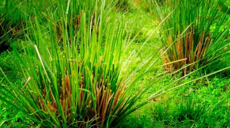 Vetiver bitkisi (Chrysopogon zizanioides)