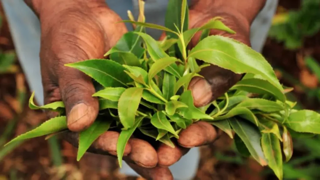 Yemen Otu (Catha edulis),