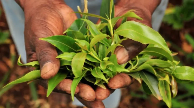 Yemen Otu (Catha edulis),