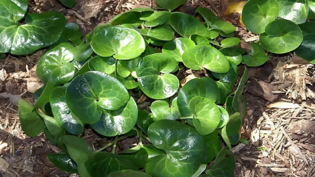 Afşar otu (Asarum europaeum),