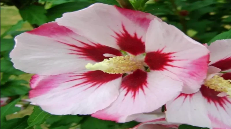 Ağaçhatmi (Hibiscus syriacus),