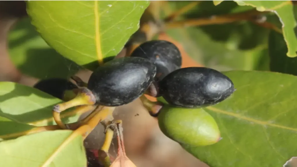 Akdeniz defnesi (Laurus nobilis),