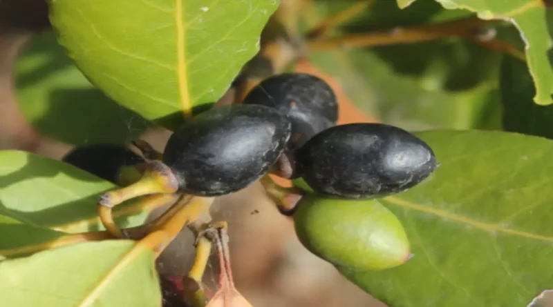 Akdeniz defnesi (Laurus nobilis),