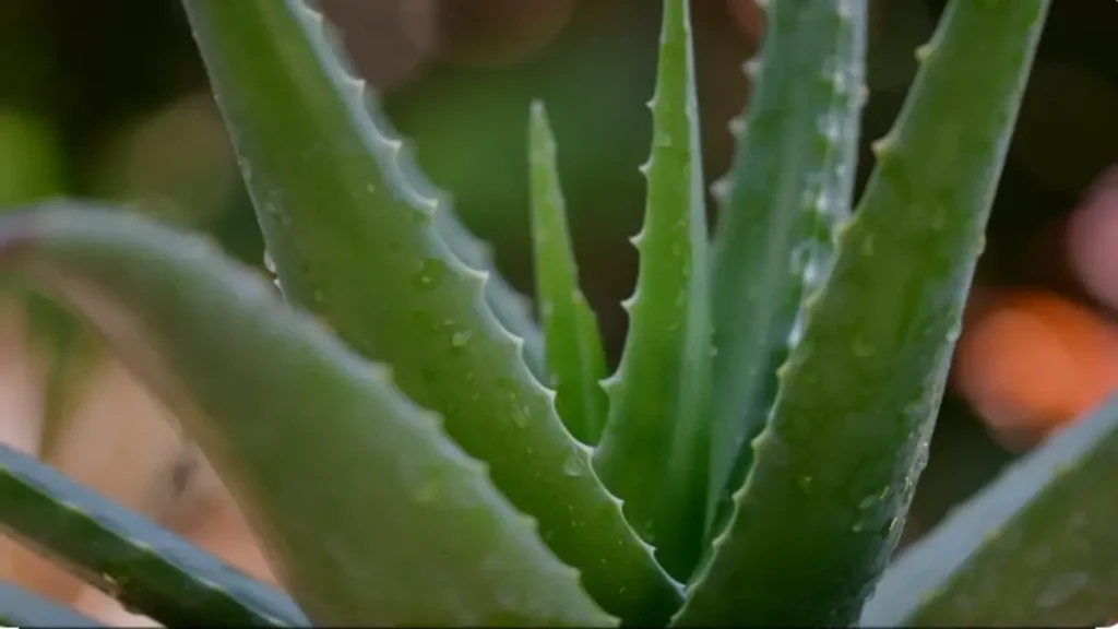 Aloe vera bitkisi nasıl çoğalır?