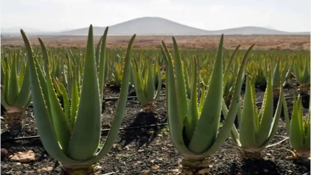 Aloe vera bitkisi direk yüze sürülür mü?