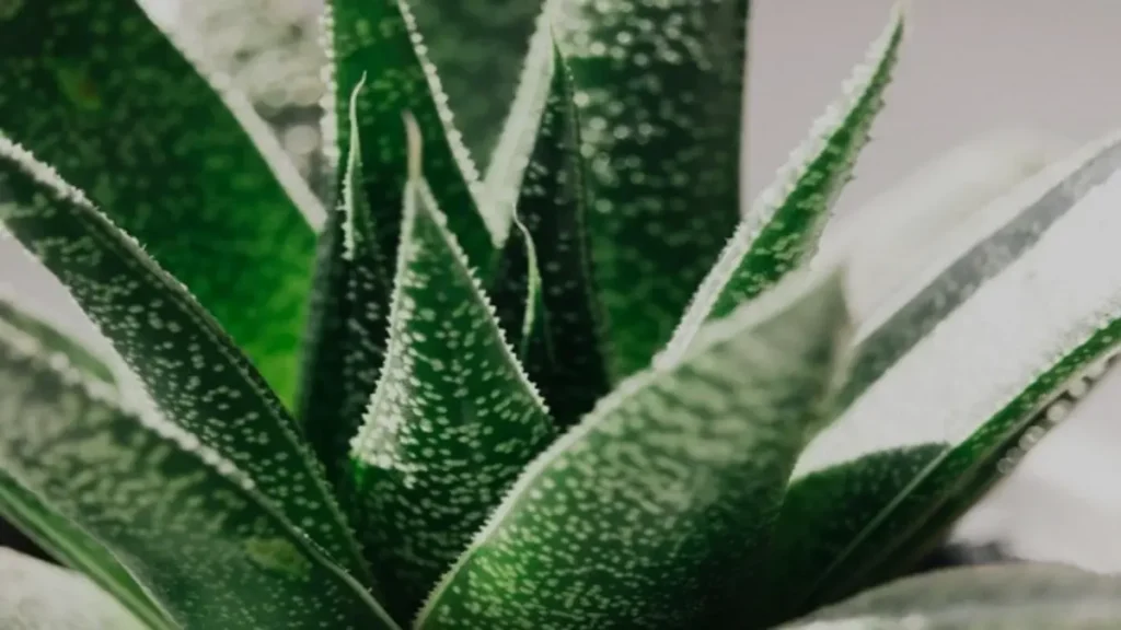 Aloe vera bitkisi nasıl bakılır?