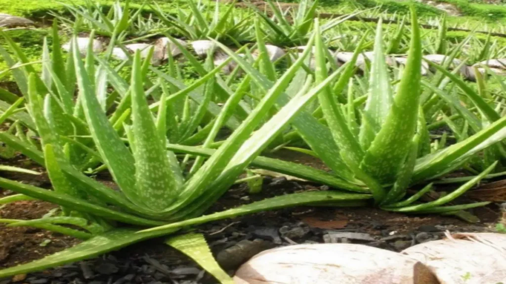 Aloe vera hızlı büyümesi için ne yapmalı?
