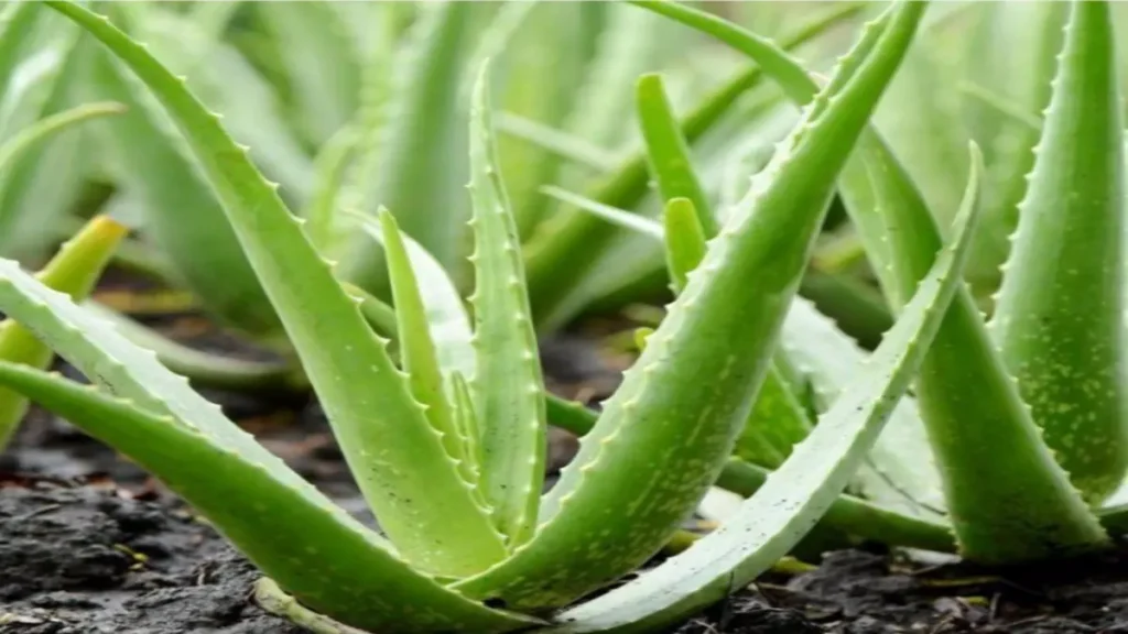 Aloe vera bitkisi neyi sever?