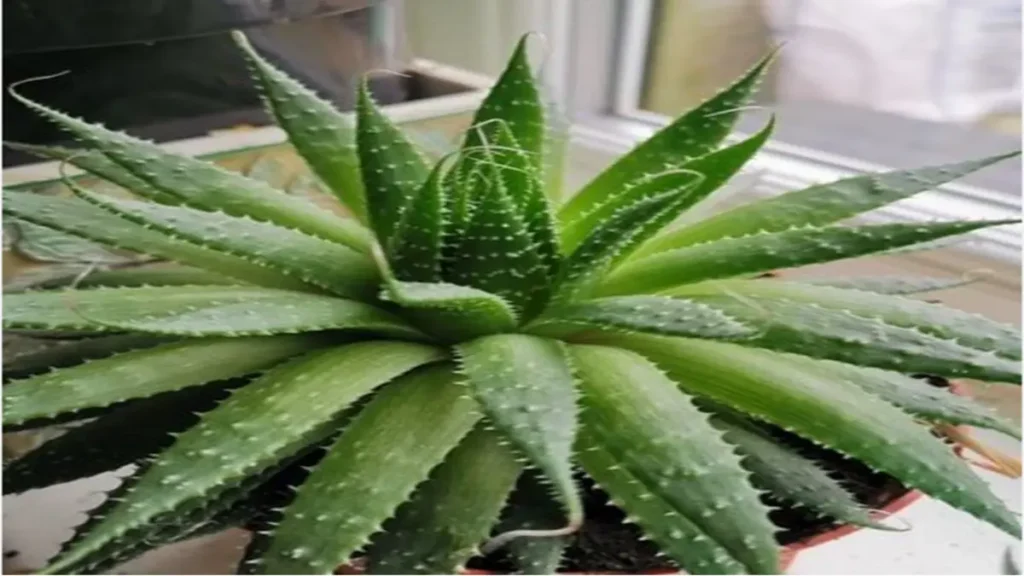 Aloe vera nerelerde kullanılır?