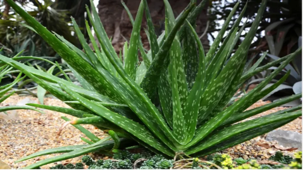 Aloe vera cilde ne faydası var?
