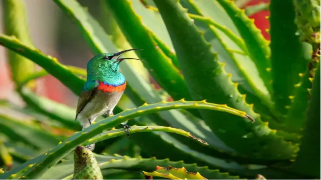 Evde yetiştirilen aloe vera nasıl kullanılır?