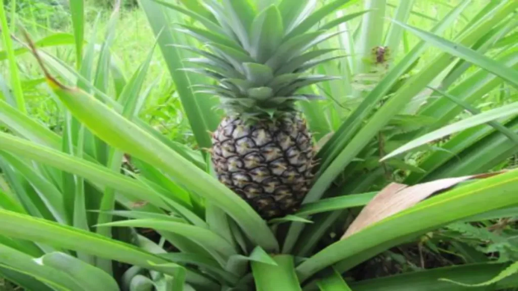 Ananas aç karnına yenir mi?