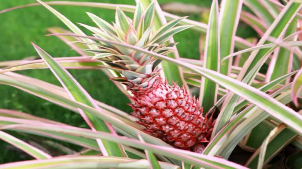 Ananas şeker hastaları yiyebilir mi?
