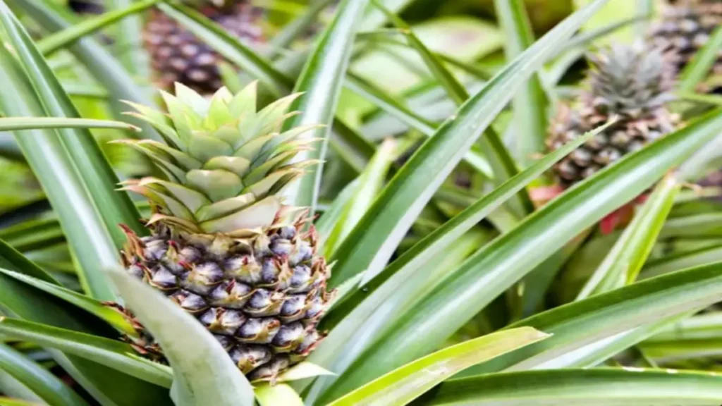 Zayıflamak için ananas nasıl tüketilmeli?
