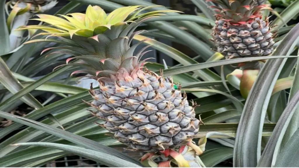 Ananas suyu erkeklerde ne işe yarar?