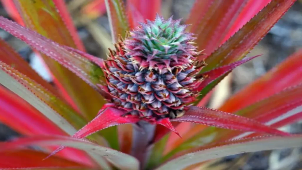 Ananas günde ne kadar tüketilmeli?
