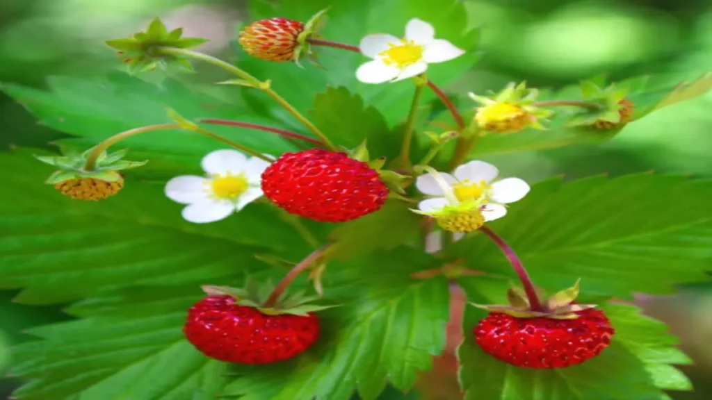 Dağ çileği Fragaria vesca