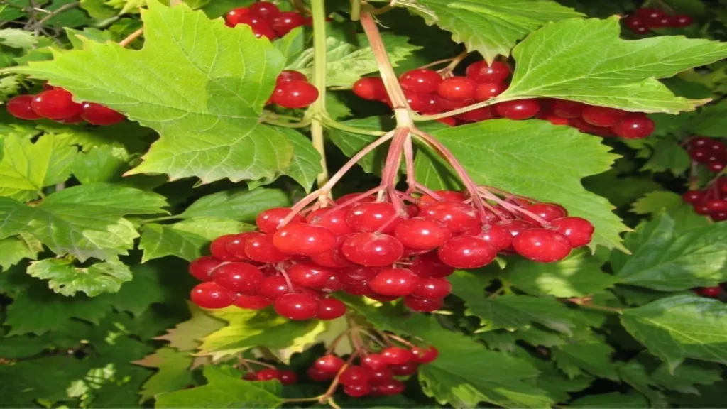 Gilaburu (Viburnum opulus): Besin Değerleri ve Vitamin İçeriği