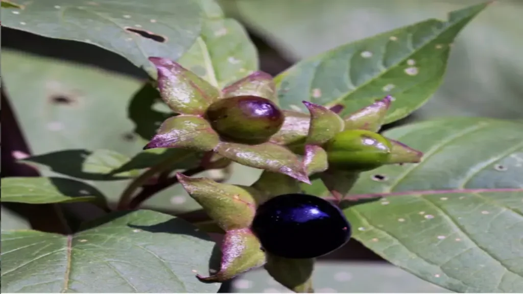 Güzelavrat otu (Atropa belladonna),