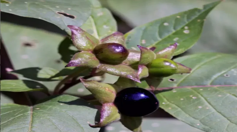 Güzelavrat otu (Atropa belladonna),